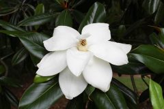 Small image of A large white magnolia blossom with the reproductive parts visible at the center and dark green leaves around it.