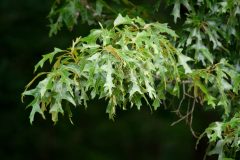 Small image of A southern red oak branch full of green leaves, on a dark background.