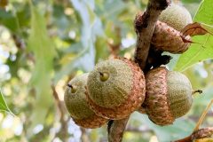 Small image of A cluster of four small green acorns on a branch.