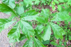 Small image of A view from above of green southern red oak leaves. They are long with three lobes and connect to other leaves at the base.