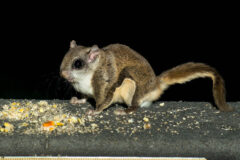 Small image of A flying squirrel sits on a concrete ledge next to a small pile of seeds and cracked corn.