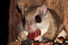 Small image of A flying squirrel holds a nut to its mouth.