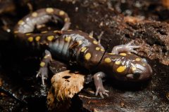 Small image of A brown-gray spotted salamander among dead leaves on a wet log. Its legs are a paler gray.