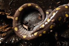 Small image of A closeup on the back of a spotted salamander, highlighting the large yellow spots on its dark gray skin as well as the much smaller, fainter gray spots between them.