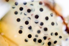 Small image of A large group of spotted salamander eggs, translucent white with round, dark centers, resembling human eyeballs.