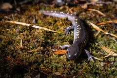 Small image of A spotted salamander on mossy ground. It has dark gray, wet-looking skin with rows of yellow spots. Its black eyes protrude from its head.