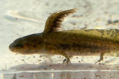 Small image of A closeup on the front half of a spotted salamander larva. Its olive-green skin is mottled and it has external gills protruding from its head.