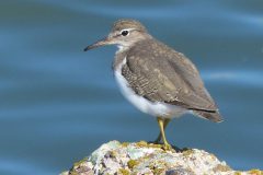 Small image of Spotted sandpiper sits on a rock by the water.