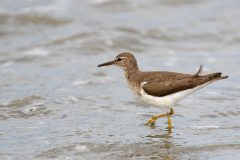 Small image of Spotted sandpiper steps into the water.