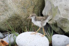 Small image of A juvenile spotted sandpiper steps on stones.