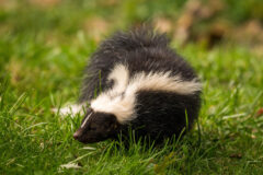 Small image of A striped skunk stands in a grassy field, its white stripe splitting into a V shape across its black back.
