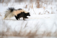 Small image of A striped skunk walks across a snowy field, its feet barely breaking the surface.