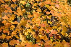 Small image of The fall foliage of a sugar maple with mostly yellow and pale orange leaves.