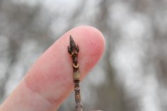 Small image of Closeup on the brown bud of a sugar maple, silhouetted against a finger.