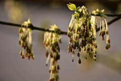 Small image of Sugar maple flowers dangle below their branches with brown at the tips.