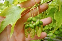 Small image of Closeup on a human hand holding a branch toward the camera, with maple "helicopters" hanging down. Both the winged nutlets and the leaves are green.