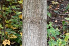 Small image of The trunk of a sugar maple with green and yellow maple leaves in the background.