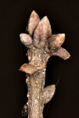 Small image of The end of a branch of swamp chesnut oak with small gray-brown buds on it.