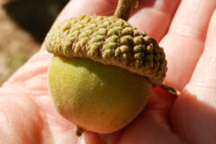 Small image of A large fuzzy green acorn on a human hand.