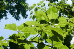 Small image of An underside view of green leaves silhouetted against the sky.