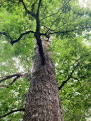 Small image of Looking up a tree from the ground, it shows high branches and full green foliage.