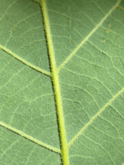 Small image of A closeup on the underside of a swamp chestnut oak leaf, showing small gray-green hairs.