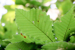 Small image of Closeup on a green swamp chestnut oak leaf. It has a few small holes and small brown markings in two places.