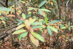 Small image of With brown leaves on the ground, the sweetbay magnolia leaves have a base of light green but are mottled with brown and darker green.