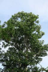 Small image of A zoomed-out view of a sweetbay magnolia tree full of green leaves, silhouetted against a pale sky. There is also a visible branch from a nearby conifer tree.