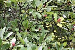 Small image of Several sweetbay magnolia branches with green leaves and visible clusters of light red seeds, resembling a small, bumpy fruit or bud.