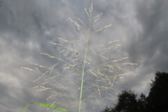 Small image of Recently sprouted switchgrass seed heads are seen against a dark, cloudy sky.
