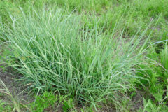 Small image of A clump of bright green switchgrass.
