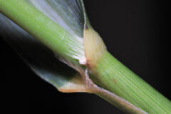 Small image of A closeup view of seeds beginning to sprout from a switchgrass stem.