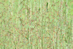 Small image of A field of switchgrass in bloom with small pink flowers.