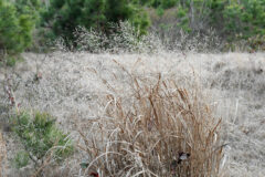 Small image of A clump of tan switchgrass.