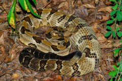 Small image of Timber rattlesnake coils on the forest floor.