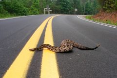 Small image of Timber rattlesnake moves across the road.