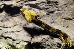 Small image of Timber rattlesnake with yellow head slithers over a rock.