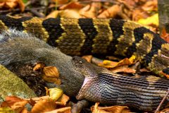 Small image of Timber rattlesnake swallows a squirrel whole.