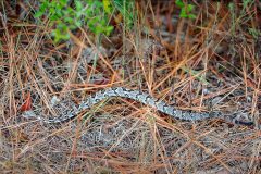 Small image of Timber rattlesnake moves across a forest floor with dry pine needles.