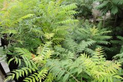 Small image of Dense foliage of tree-of-heaven next to a wooden railing.