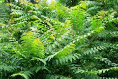 Small image of An area of thick foliage from tree-of-heaven plants.