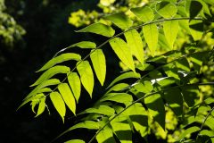 Small image of Closeup on a tree-of-heaven leaf, a long central stem with about 20 leaflets emerging symmetrically.