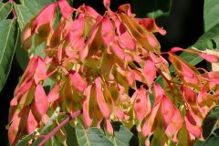 Small image of A tree-of-heaven branch full of flat fruits that are dark pink with yellow highlights. The leaves are green and the stems are a vivid red.