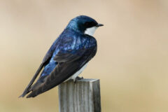 Small image of Tree swallow sits on top of a wooden pole.