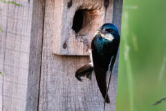 Small image of Tree swallow perches on a wooden bird box.