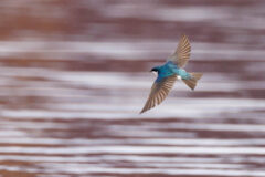 Small image of A tree swallow flies slow over water.