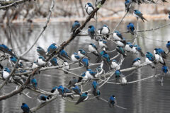 Small image of Large group of tree swallows in a tree showing their blue bodies and white bellies.