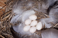 Small image of Six bright white eggs sit in a nest