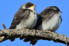 Small image of Two small juveniles sit on a branch